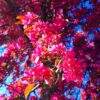 Sierappel 'Profusion' | Hoogstam