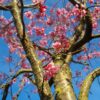 Japanse Sierkers 'Sargent' | Hoogstam