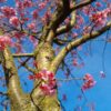 Japanse Sierkers 'Sargent' | Hoogstam