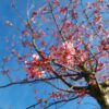 Japanse Sierkers 'Sargent' | Hoogstam