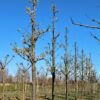 Sierpeer 'Chanticleer' | Hoogstam