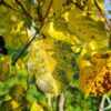 Sierpeer 'Chanticleer' | Meerstammig