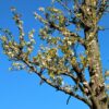 Sierpeer 'Chanticleer' | Hoogstam