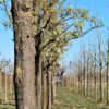 Sierpeer 'Chanticleer' | Hoogstam