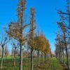 Sierpeer 'Chanticleer' | Hoogstam