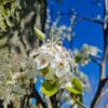 Sierpeer 'Chanticleer' | Hoogstam