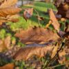 Spaanse eik 'Wageningen' | Hoogstam