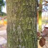 Spaanse eik 'Wageningen' | Hoogstam