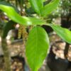 Steeneik | Hoogstam
