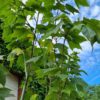 Streepjesbast esdoorn | Meerstammig