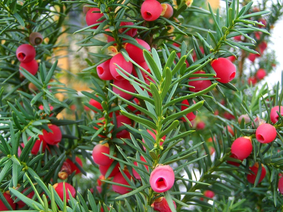 Taxus | Bolvorm
