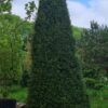 Taxus | Zuilvorm
