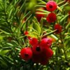 Taxus | Bolvorm