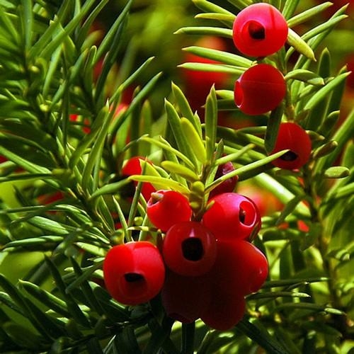 Taxus | Bolvorm