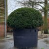 Taxus | Bolvorm