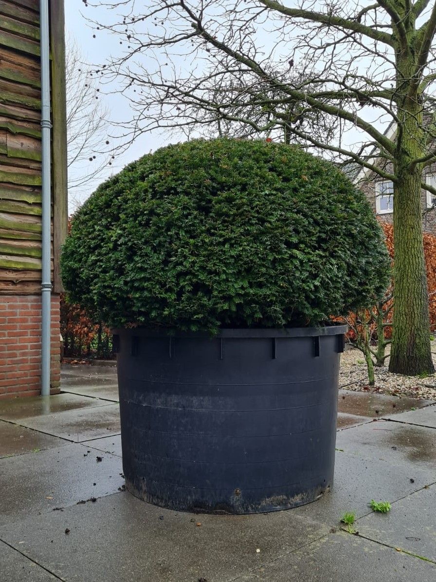Taxus | Bolvorm