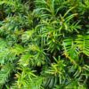 Taxus | Bolvorm