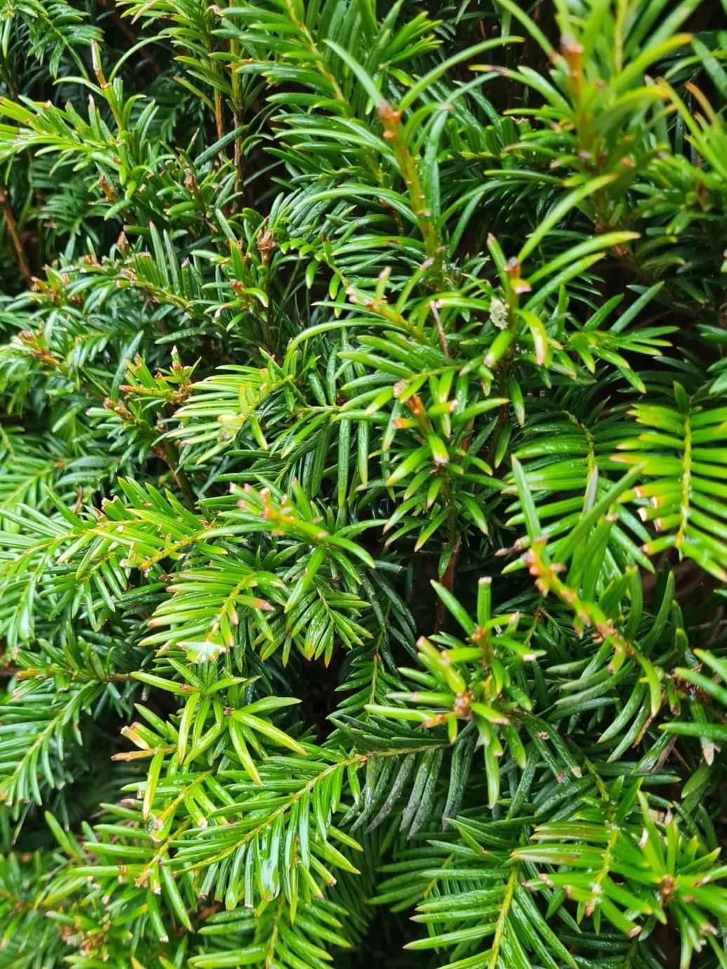 Taxus | Bolvorm