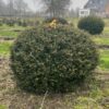 Taxus | Bolvorm