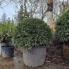 Taxus | Bolvorm