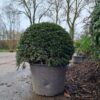 Taxus | Bolvorm