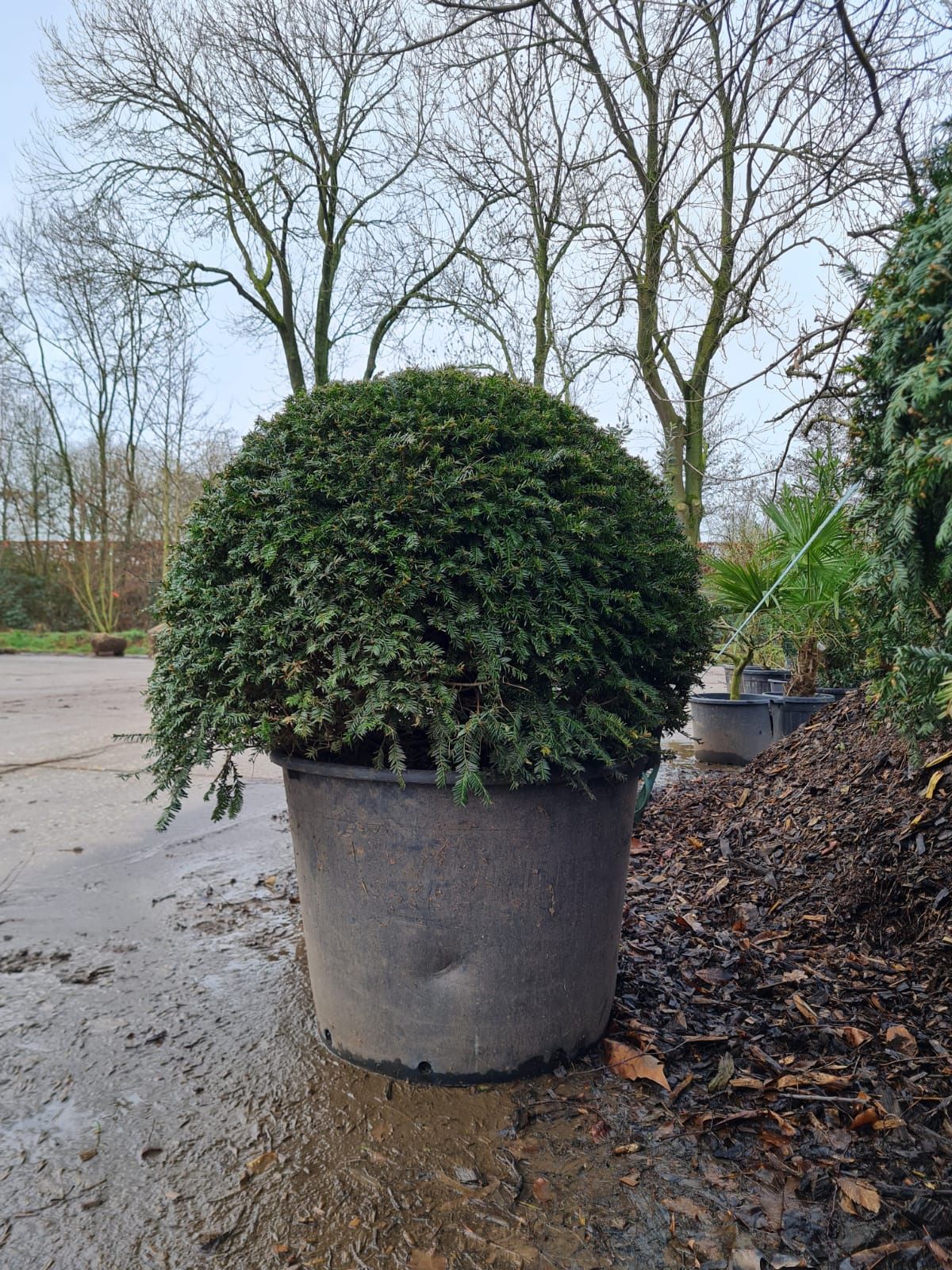 Taxus | Bolvorm