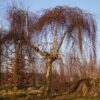 Prieelberk | Hoogstam