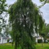 Prieelberk | Hoogstam