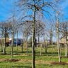 Treurhaagbeuk | Hoogstam