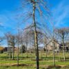 Treurhaagbeuk | Hoogstam