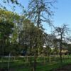 Treurhaagbeuk | Hoogstam