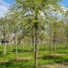 Treurhaagbeuk | Hoogstam
