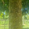 Treuriep | Hoogstam