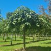 Treuriep | Hoogstam