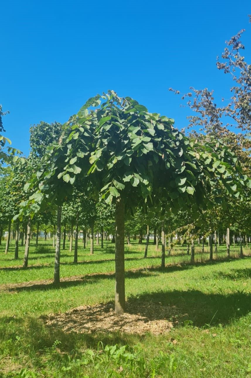 Treuriep | Hoogstam