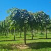 Treuriep | Hoogstam