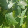 Treuriep | Hoogstam