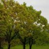Trompetboom | Halfstam