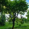 Trompetboom | Halfstam