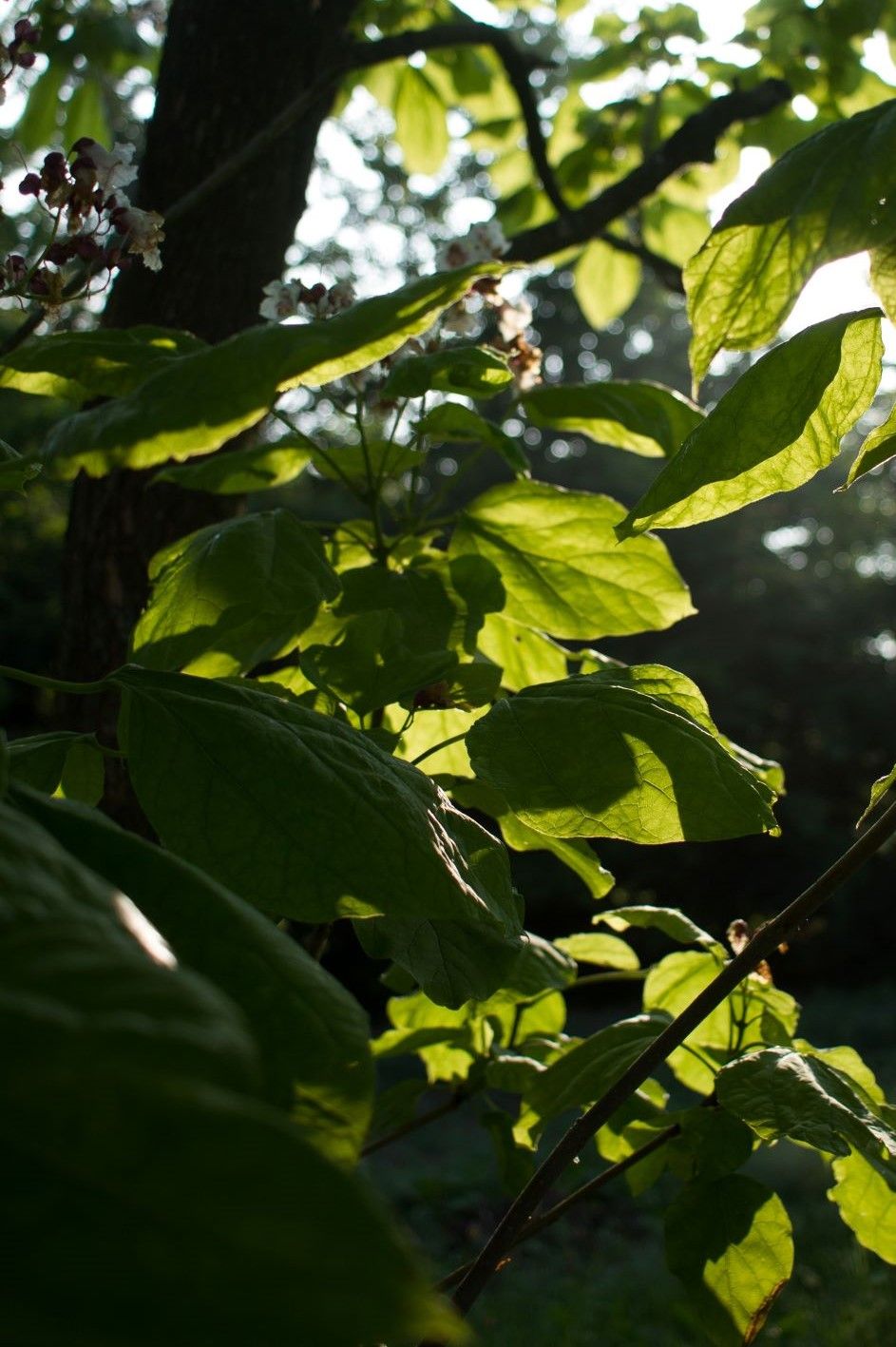 Trompetboom | Meerstammig