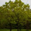 Trompetboom | Halfstam