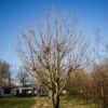 Trompetboom | Halfstam