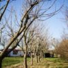 Trompetboom | Halfstam