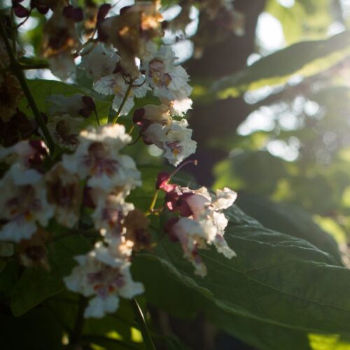 Trompetboom | Halfstam