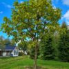Trompetboom | Halfstam