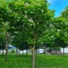 Trompetboom | Halfstam