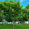 Trompetboom | Halfstam