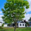 Trompetboom | Halfstam