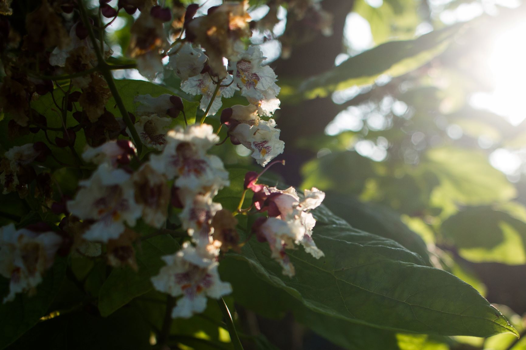 Trompetboom | Halfstam