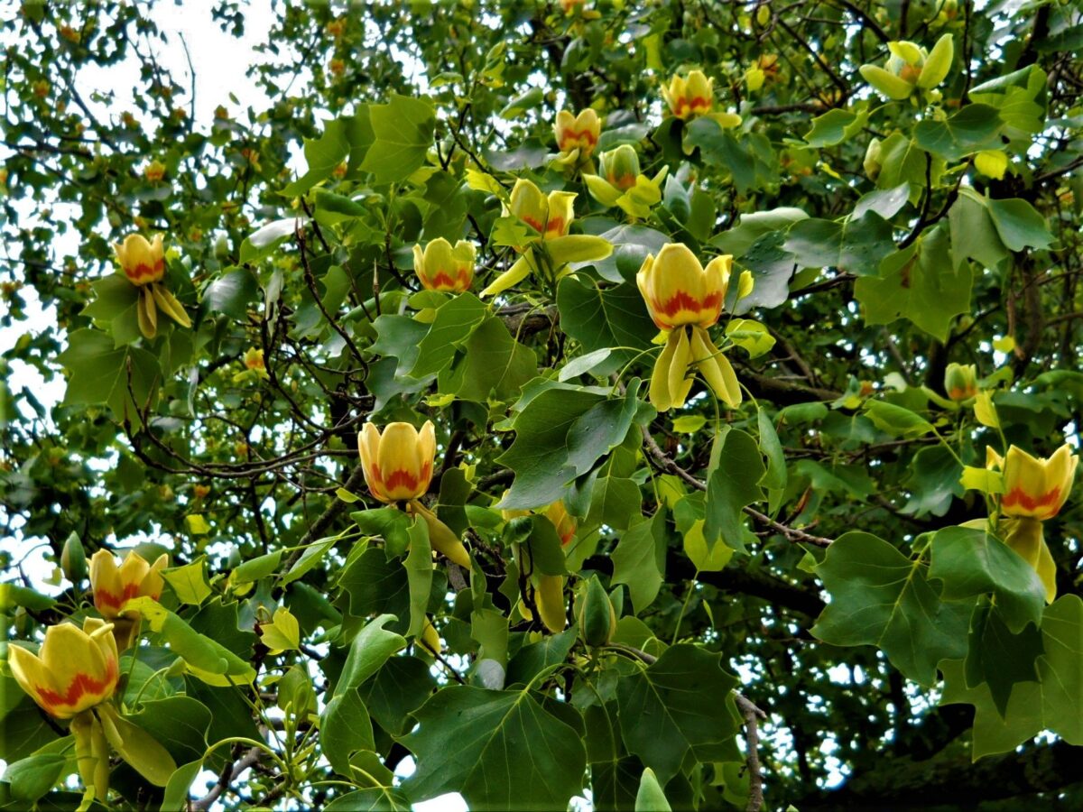 Amerikaanse tulpenboom | Hoogstam